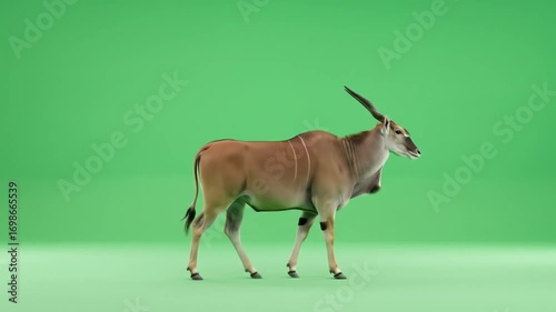 Green Screen Nature & Environment Digital Animation of an Antelope with Long Horns on Green Screen Background  Chroma Key