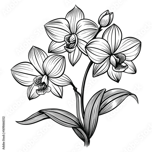 Orchid Flowers in a Monochrome Line Art