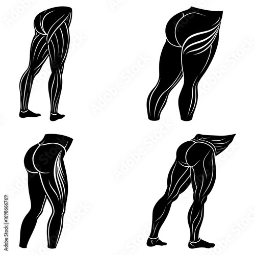 Anatomical study showing four different leg and gluteus muscle structures in black and white drawing style