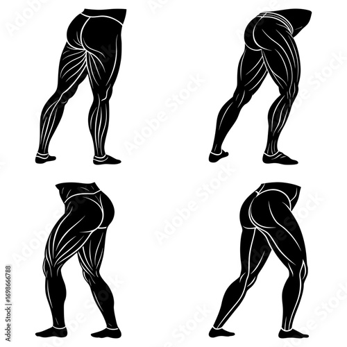 Four illustrations of human legs showing muscle structure in black and white anatomical study art