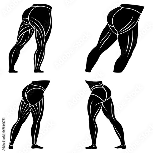Four anatomical illustrations showing the muscular structure of human legs in black and white style