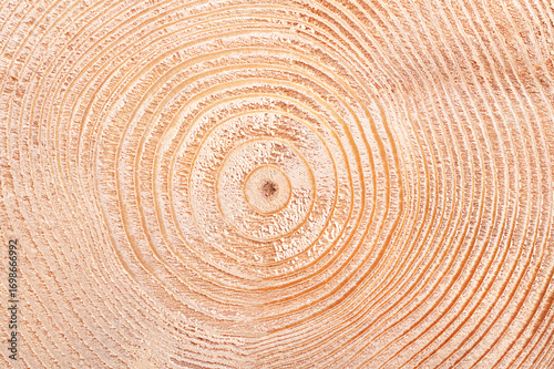 Wallpaper Mural Spruce tree, growth rings, horizontal cross section. Cut through the dried trunk of an European spruce tree, Picea abies, showing annual rings, also called tree rings, expanding in a wave-like manner. Torontodigital.ca
