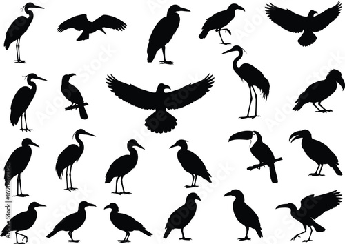 Collection of diverse bird silhouettes in various poses and species isolated on white background