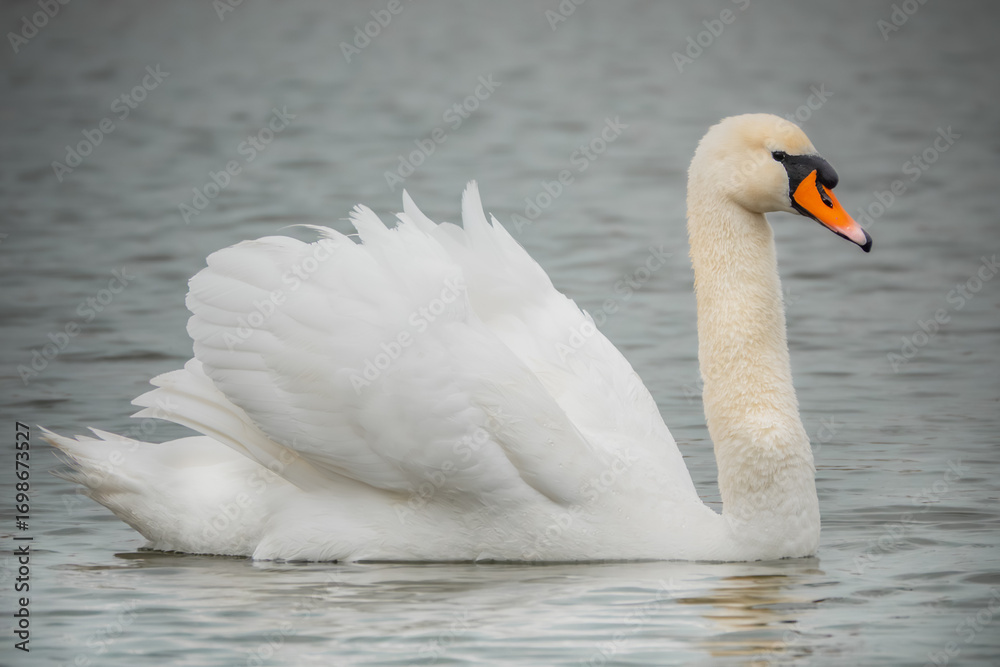 Obraz premium Höckerschwan schwimmt im See
