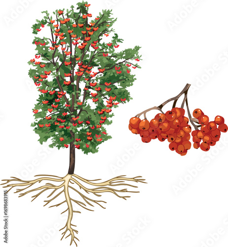 Large rowan tree (Sorbus aucuparia) with root system and bunch of ripe red rowan berries isolated on white background	