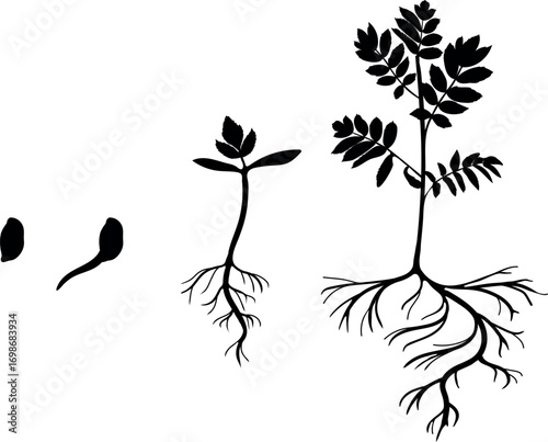 Black silhouette of life cycle of abstract plant. Growth stages from seed and sprout to old plant isolated on white background	
