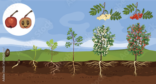  Summer landscape with life cycle of rowan tree (Sorbus aucuparia). Growth stages Growth stages from seed and sprout to old tree with root system and green crown
