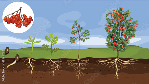 Summer landscape with life cycle of rowan tree (Sorbus aucuparia). Growth stages Growth stages from seed and sprout to old tree with root system and green crown	