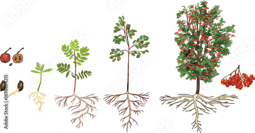 Life cycle of rowan tree (Sorbus aucuparia). Growth stages from seed and sprout to old tree with root system and green crown isolated on white background	