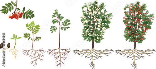 Life cycle of rowan tree (Sorbus aucuparia). Growth stages from seed and sprout to old tree with root system and green crown isolated on white background	