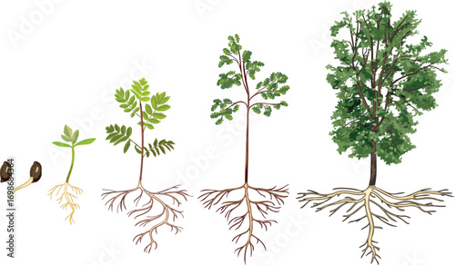 Life cycle of abstract deciduous tree. Growth stages from seed and sprout to old tree with root system and green crown isolated on white background	