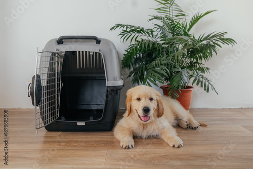 A golden retriever puppy in a pet carrier at the airport. An advertisement for a pet store. Dog delivery. Advertising of a veterinary clinic. Traveling with an animal