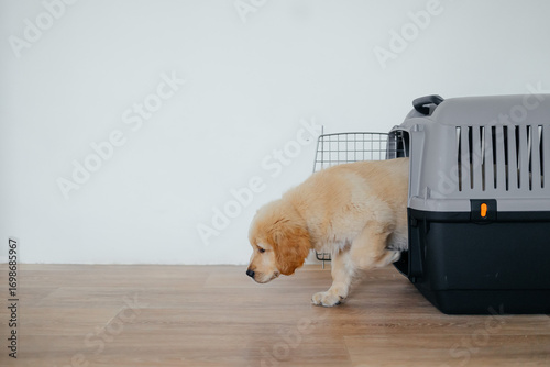 A golden retriever puppy in a pet carrier at the airport. An advertisement for a pet store. Dog delivery. Advertising of a veterinary clinic. Traveling with an animal