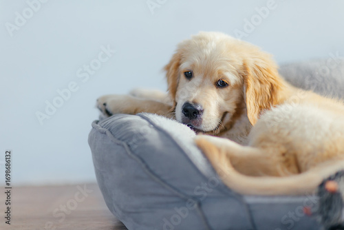 A cute golden Retriever puppy is lying on a soft couch on the floor. A bed for pets. Pet store advertising