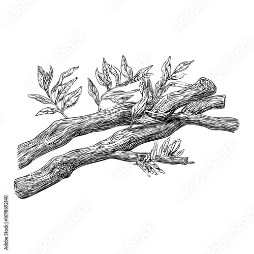Detailed willow branch engraving. Botanical illustration, tree limb, and natural element in a detailed engraving style.