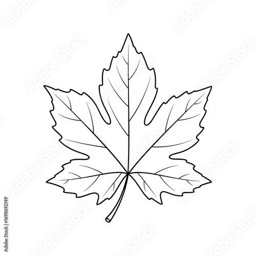A simple line drawing of a five-lobed leaf showcasing its veins and serrated edges in a botanical illustration style