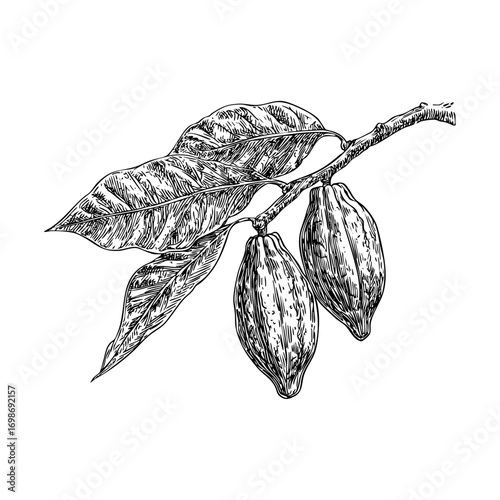 Detailed cacao pod engraving. Botanical illustration, chocolate bean, and tropical fruit in a detailed engraving style.