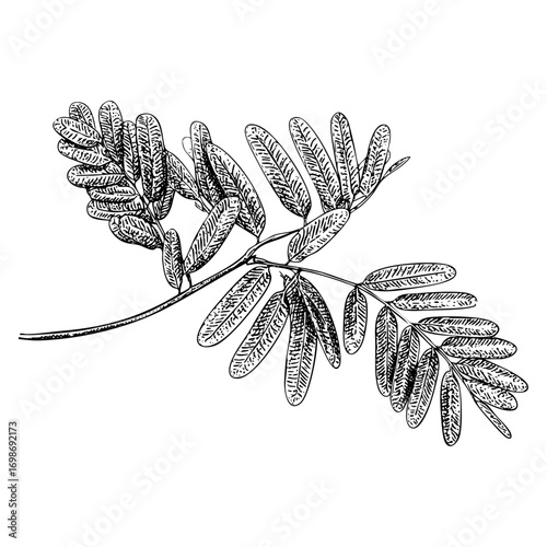 Detailed engraving of acacia branch. Botanical illustration, drawing, and engraving of a plant branch with leaves.