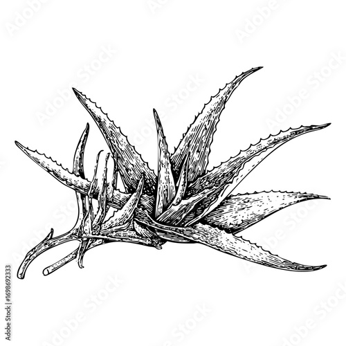 Detailed aloe vera engraving. Botanical illustration, herbal drawing, medicinal plant, succulent, isolated on white background.