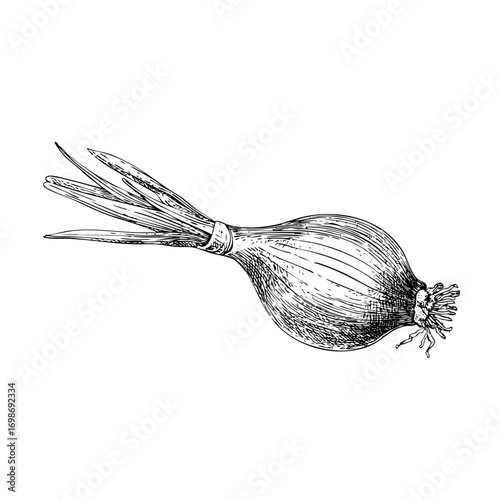 Detailed spring onion engraving. Vegetable illustration, culinary ingredient, food drawing, isolated on white background.