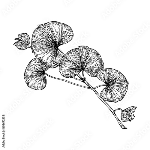 Detailed gotu kola engraving. Botanical illustration, medicinal herb, plant drawing, isolated on white background.