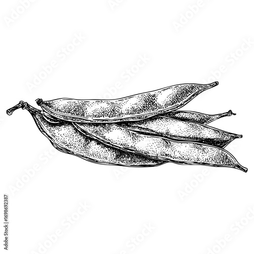 Fresh green beans pods engraving. Vegetable garden harvest design, organic food illustration, and healthy eating concept art.