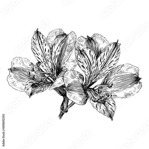 A detailed engraving of alstroemeria flowers. Includes two blooming flowers. Great for botanical illustrations and floral designs.