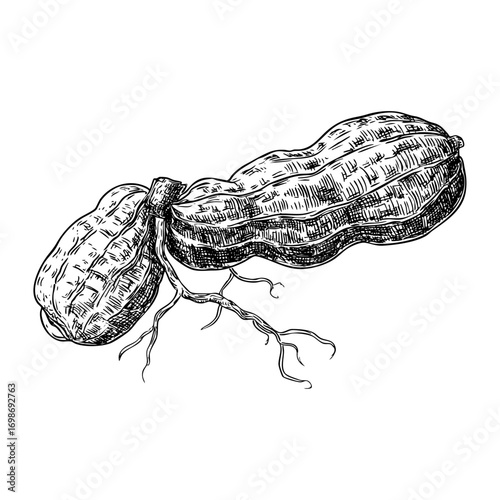 Detailed peanut engraving. Botanical illustration of legume plant food. Peanut with roots. Hand-drawn style.