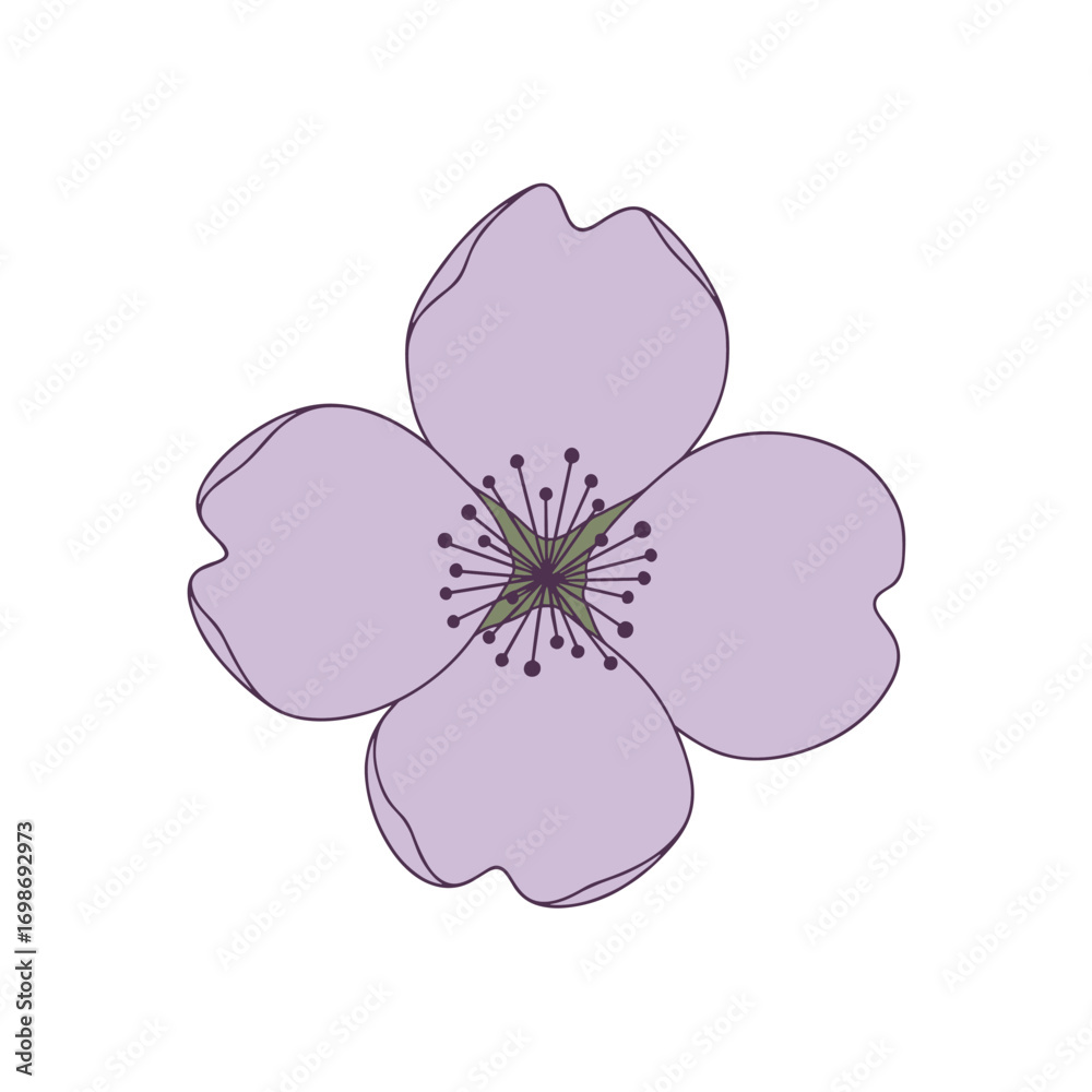 Fototapeta premium Delicate lavender petal flower with starburst center and outline details illustrating nature's gentle beauty