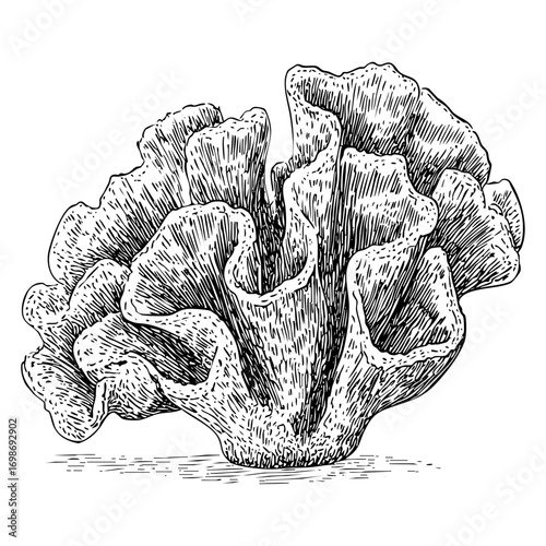 Detailed coral engraving. Sea life illustration, a marine invertebrate, an ocean ecosystem, an underwater world, a reef formation.
