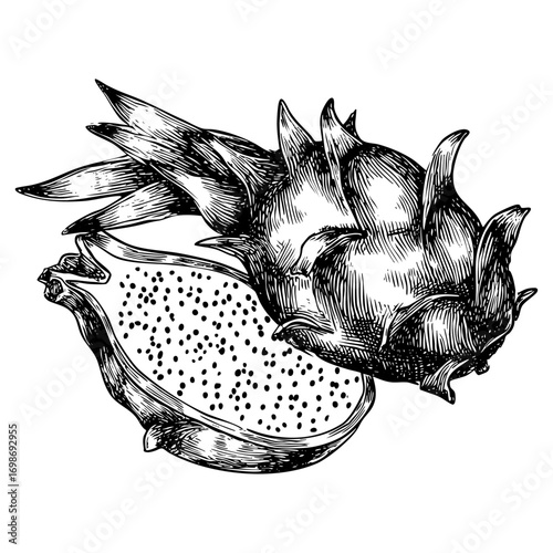 Exotic dragon fruit engraving illustration. Tropical pitaya art and half fruit. Detailed engraving style drawing.