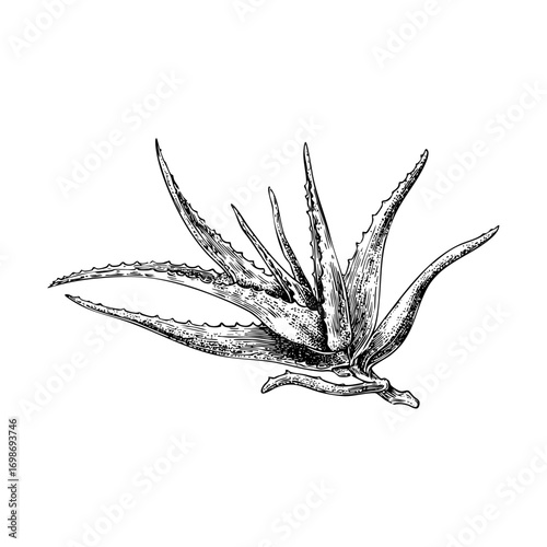 Detailed aloe vera engraving. Botanical illustration, medicinal plant, and natural remedy in a detailed engraving style.