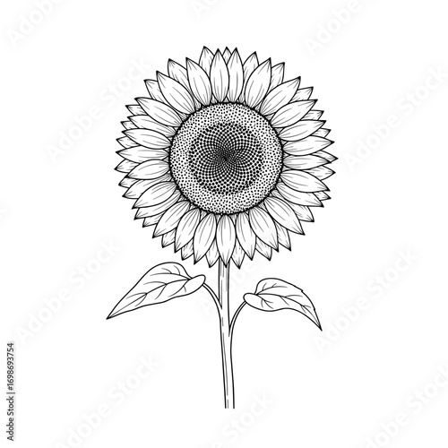 A detailed vintage botanical illustration of a tall sunflower in full bloom with leaves and stem