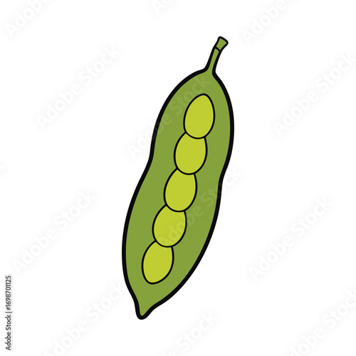 Moringa Pod Vector Art