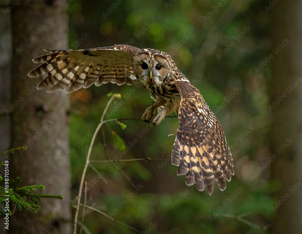 Obraz premium Owl in flight, forest setting