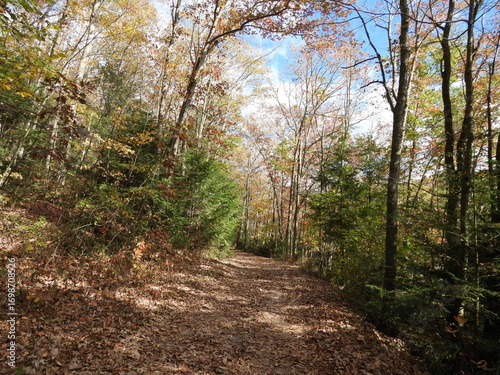 Visitors can enjoy the natural beauty of a mixed forest, while hiking the loop trail, surrounding Tuscarora Lake.Tuscarora State Park, Schuylkill County, Pennsylvania, Appalachian mountains.