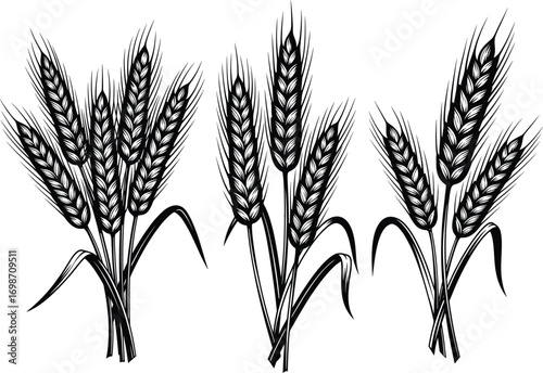 Wheat plant hand drawn, vintage grain vector, black and white agriculture illustration, organic farming crop sketch, botanical ink art.