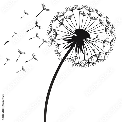 dandelion on black background