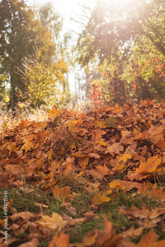Wallpaper Mural autumn forest in the morning Torontodigital.ca