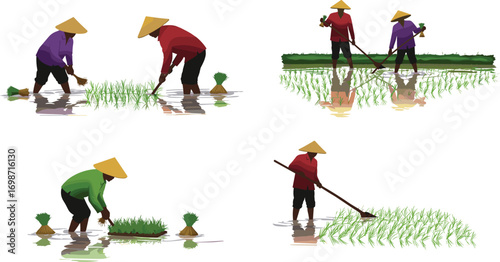 Vector illustration of farmers planting rice seedlings in paddy fields, traditional agriculture, rural farming work, cultivation process, and sustainable livelihood.