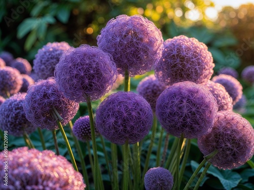 Purple Allium Flowers in Golden Hour Light