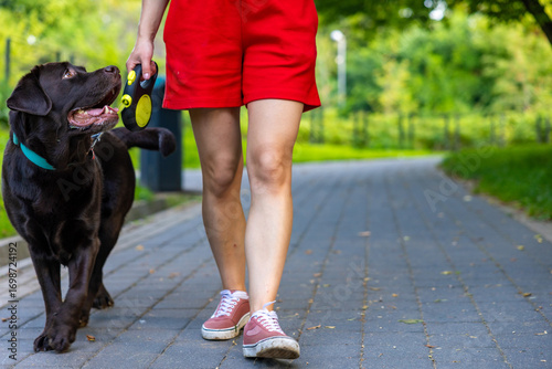 Chocolate Labrador retriever walking close to woman on leash and looking up during outdoor training session in park. Focused pet during walk. Dog obedience and communication concept.