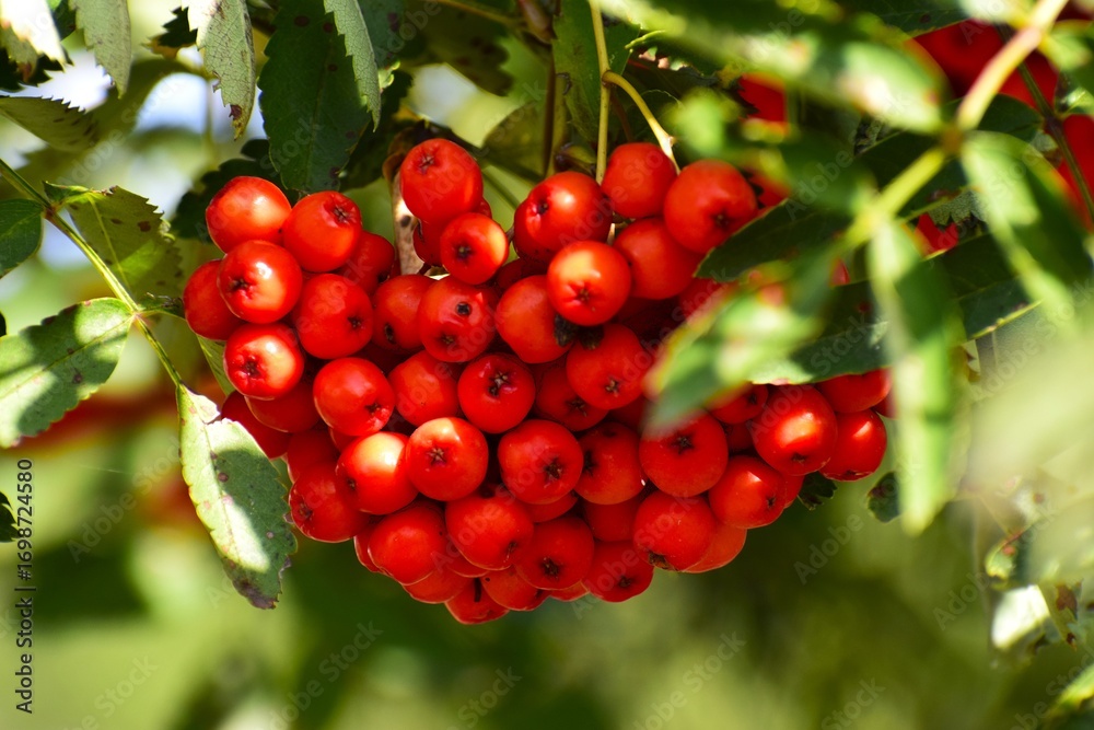 Obraz premium Juicy red rowan berries on a branch