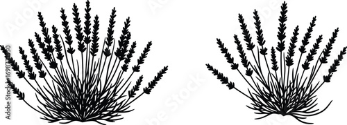 two lavender plants in silhouette on transparent background