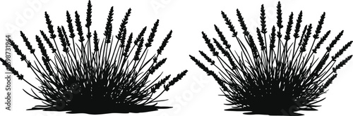black grass silhouettes on transparent background silhouette