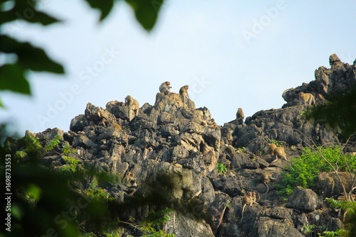 Wild monkeys living on rocky mountain in natural habitat surrounded by tropical forest.