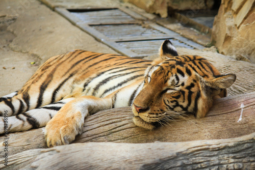 A big tiger in the zoo is sleeping