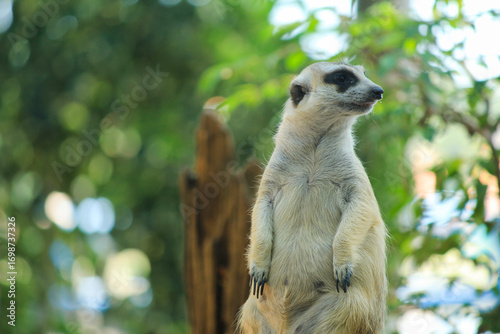 Meerkat standing alert with green nature bokeh background, perfect for wildlife articles, educational content, and animal behavior visuals.