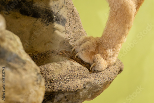 Cuadro en lienzo Close-up of the hind leg of a mounted Eurasian lynx on a rock.