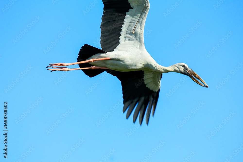 Fototapeta premium Asian Openbill Stork flying in clear blue sky, showcasing large wings and long beak in natural flight posture. Ideal for nature, birdwatching, and environmental content.